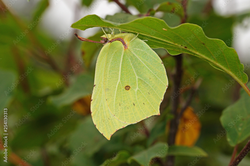 Gonepteryx rhamni (LINNAEUS, 1758) Zitronenfalter 24.06.2017 DE, NRW, Wuppertal Beyenburg Gonepteryx rhamni (LINNAEUS, 1758) Zitronenfalter 24.06.2017 DE, NRW, Wuppertal Beyenburg