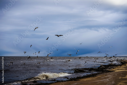 flying seagulls on the beach