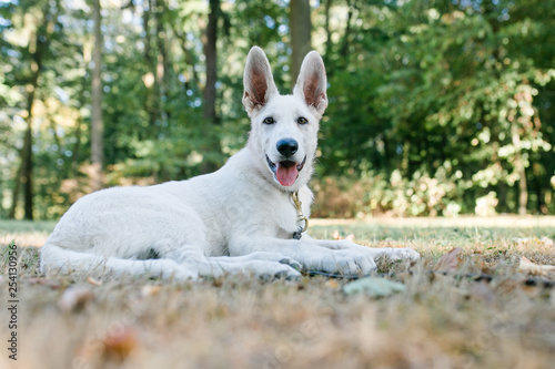 Wei  er Sch  ferhund und Welpe