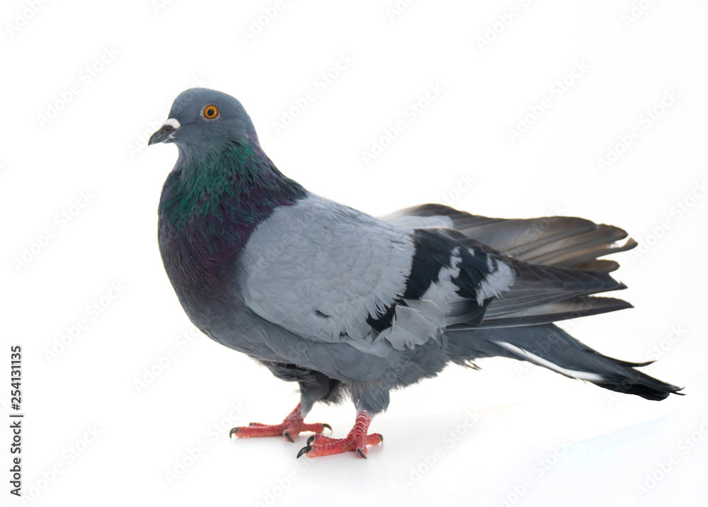 Dove gray bird isolated on white background Dove gray bird isolated on white background