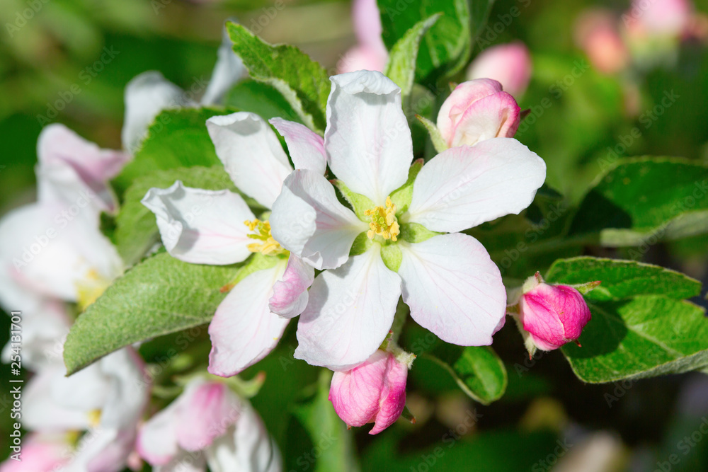 Obraz premium Apple garden