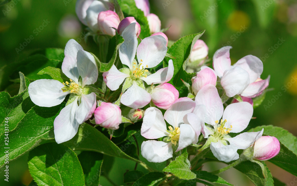 Fototapeta premium Apple garden