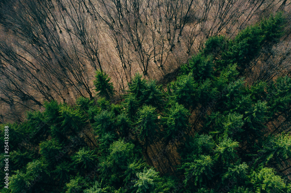 Forest view from above