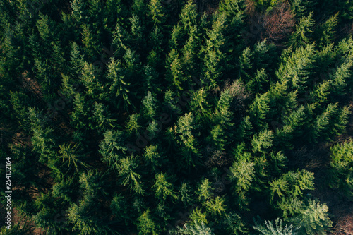 Forest view from above