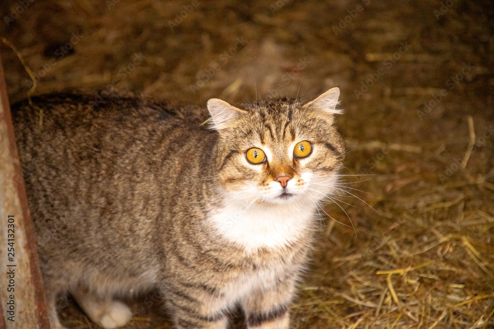 frightened tiger cat looks directly into the camera frightened tiger cat looks directly into the camera