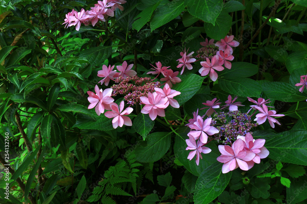 Naklejka premium Quiet garden where hydrangea blooms