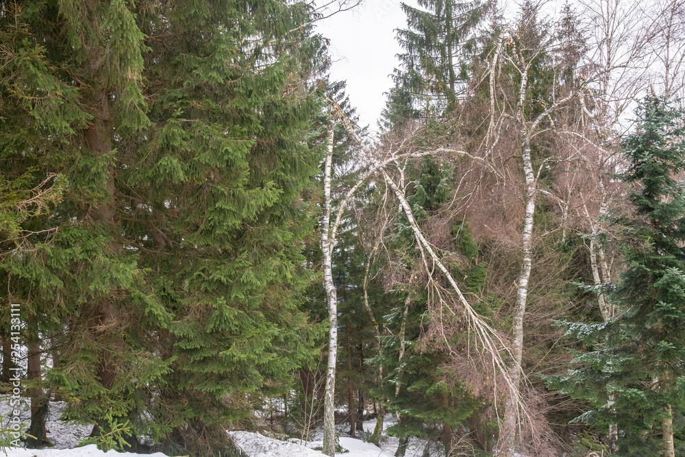 Obraz premium fallen trees in the Byrische forest in winter after a winter storm