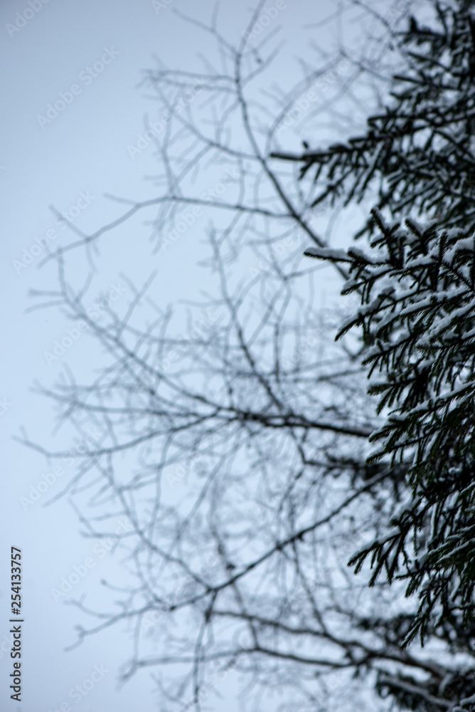 Fototapeta premium frozen tree branches in winter