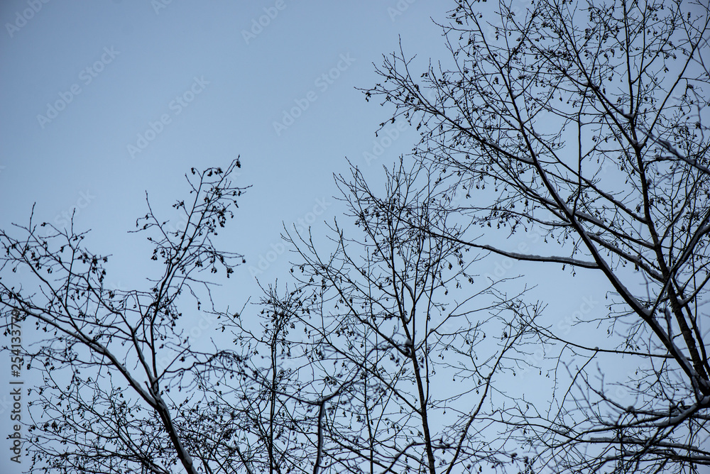 frozen tree branches in winter frozen tree branches in winter