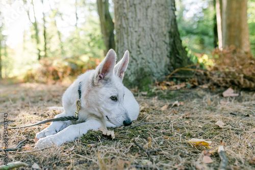 Weißer Schäferhund Welpe © julia_104