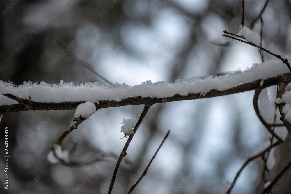 frozen tree branches in winter