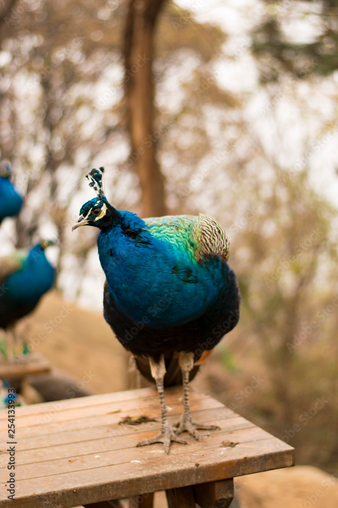 Fototapeta premium peacock with feathers out