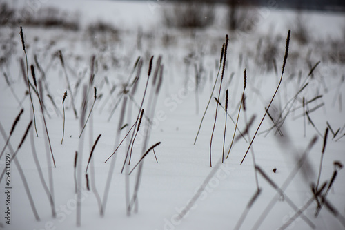 frozen grass bents in winter