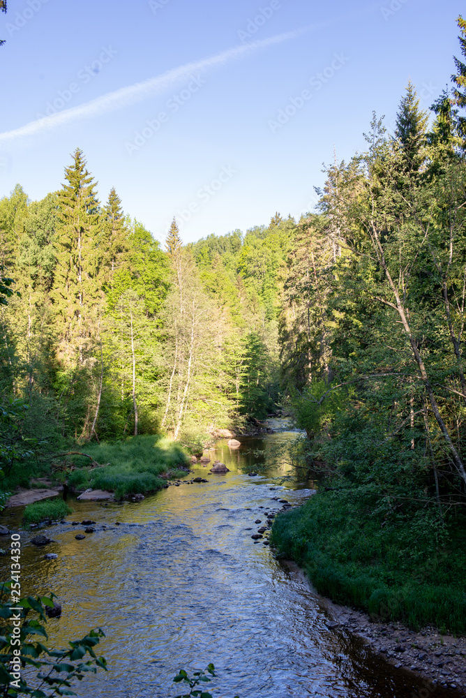 Fototapeta premium sunrise over the forest river in woods, early light