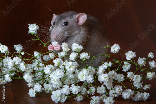 Charming dambo rat with gypsophila flowers on a brown background. Festive picture. photo