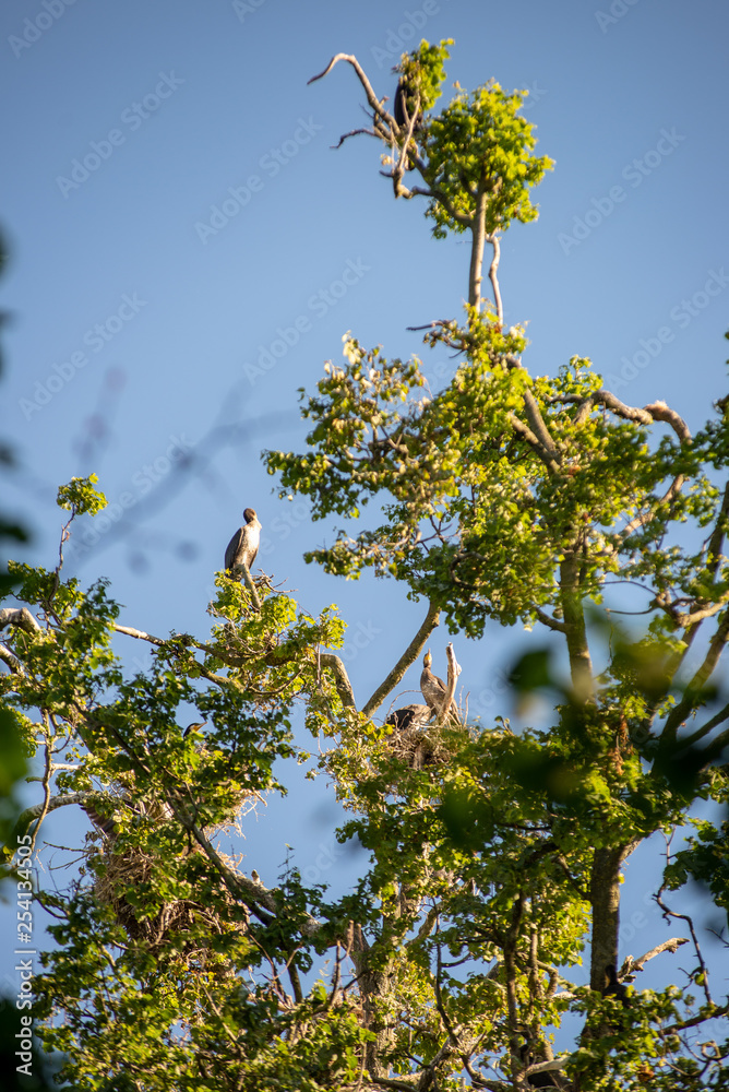 Fototapeta premium flock of parasite birds nesting in high trees