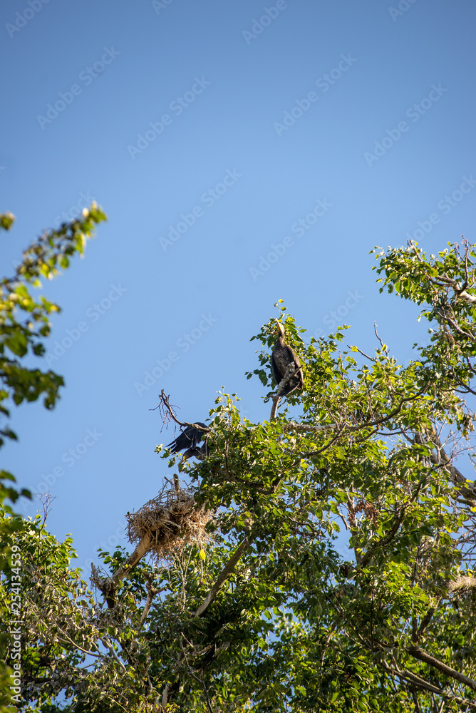 flock of parasite birds nesting in high trees flock of parasite birds nesting in high trees