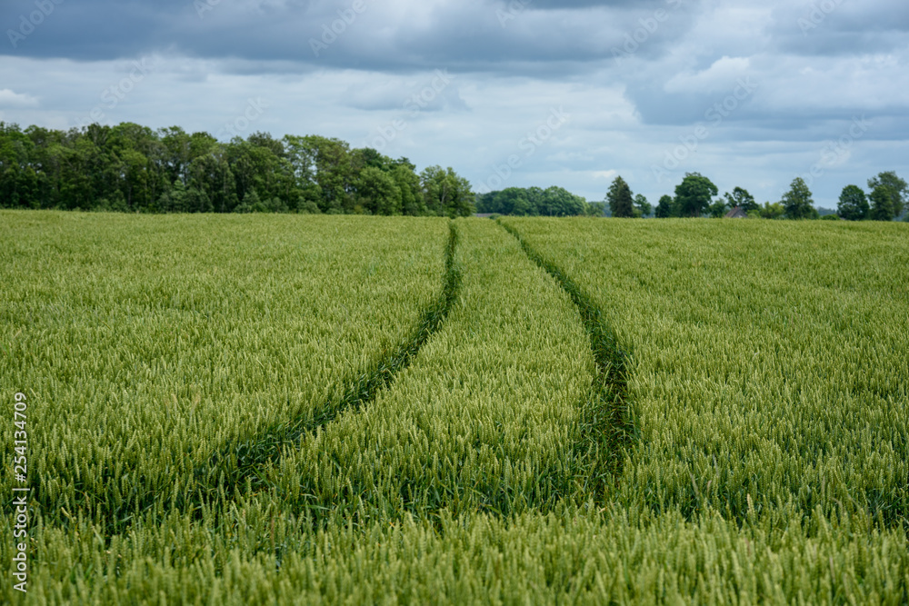 harvest ready wheat fields in late summer