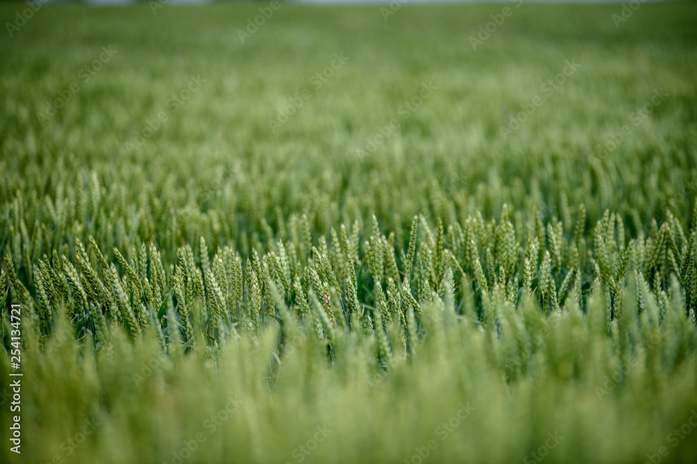Fototapeta premium harvest ready wheat fields in late summer
