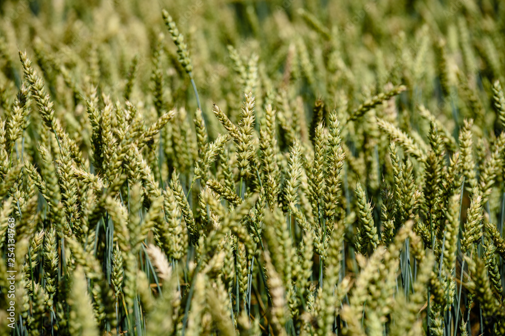 harvest ready wheat fields in late summer harvest ready wheat fields in late summer