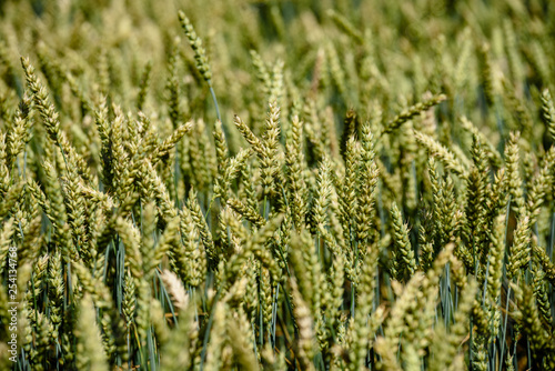 harvest ready wheat fields in late summer