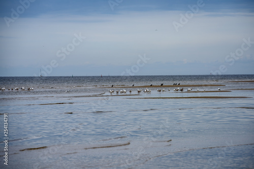 flock of birds resting near water on the beach