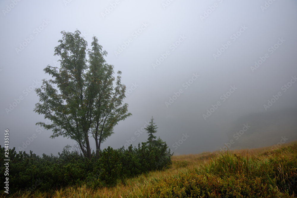 tourist hiking trail in foggy misty day with rain tourist hiking trail in foggy misty day with rain