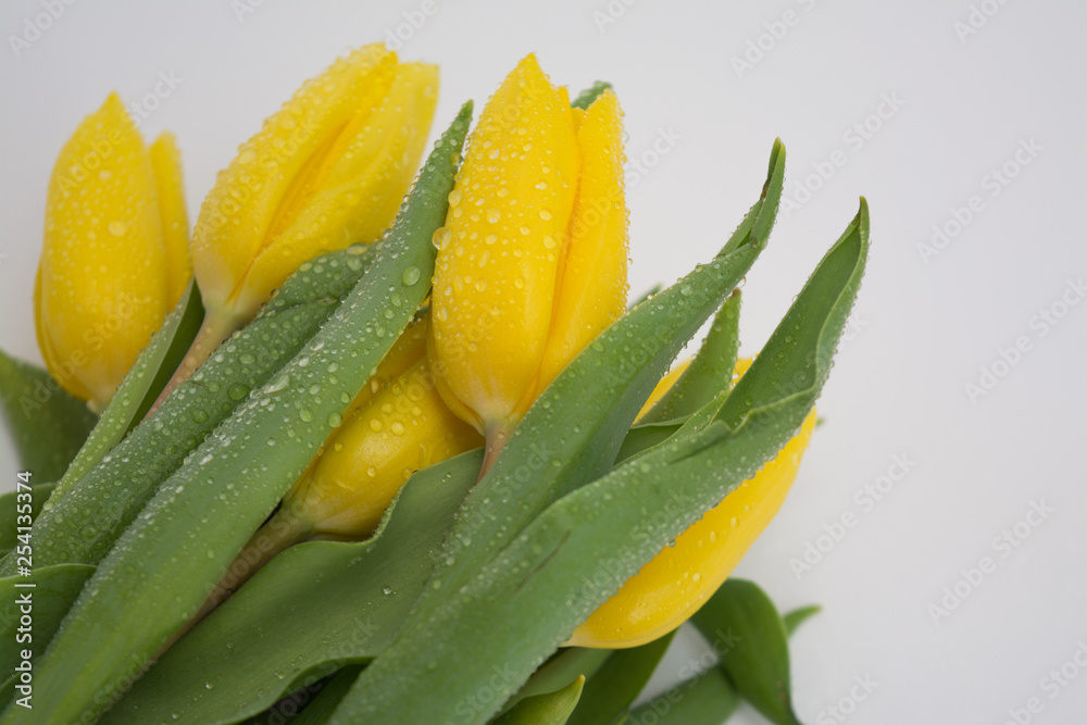 Yellow tulips with drops of dew on a white background Yellow tulips with drops of dew on a white background