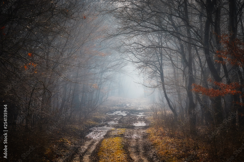 Road in a oak forest in autumn time in a foggy day
