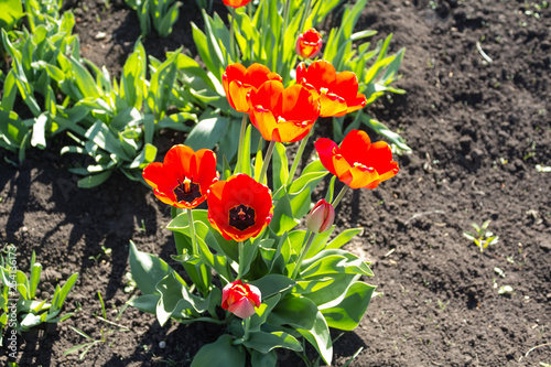 Bright red tulips with green leaves on the dacha, background