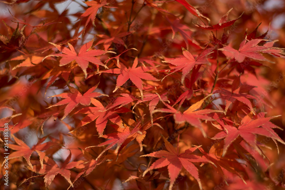 red autumn leaves red autumn leaves