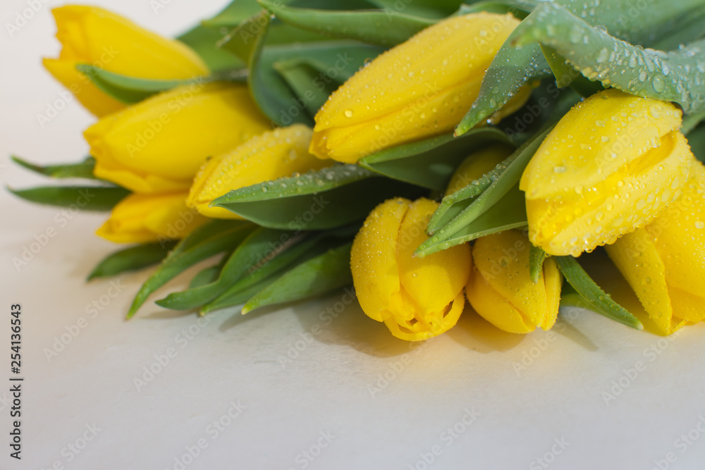 Obraz Żółte tulipany z kroplami rosy na białym tle