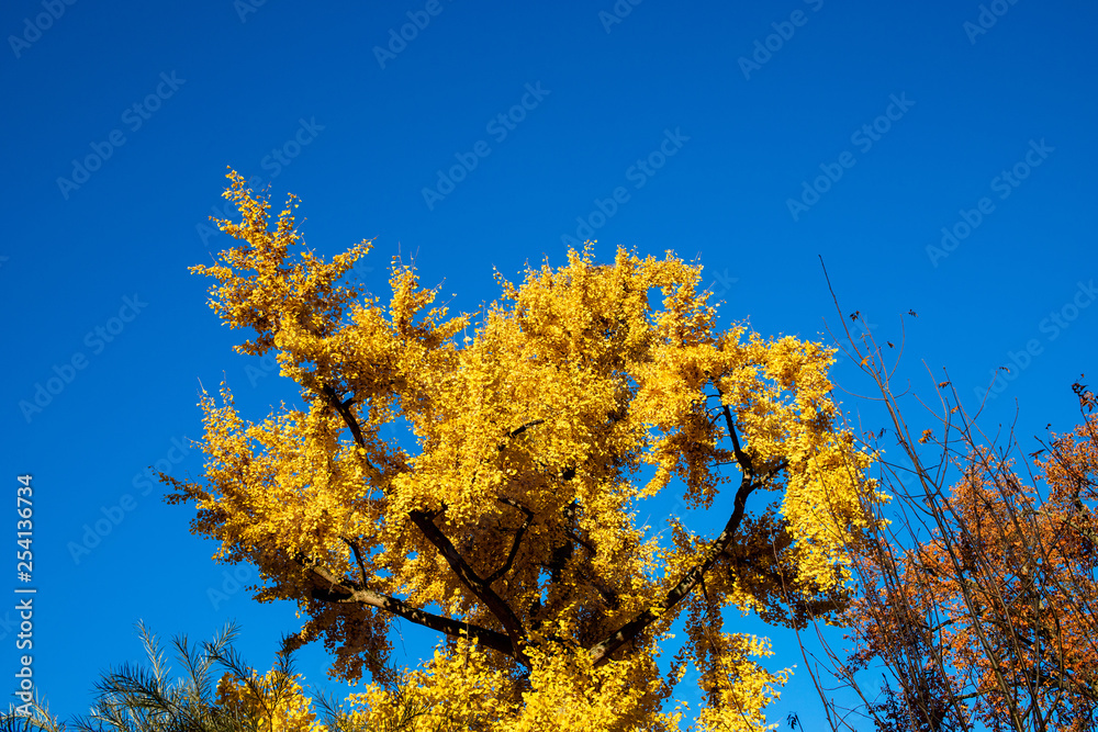 Fototapeta premium Herbst im Park