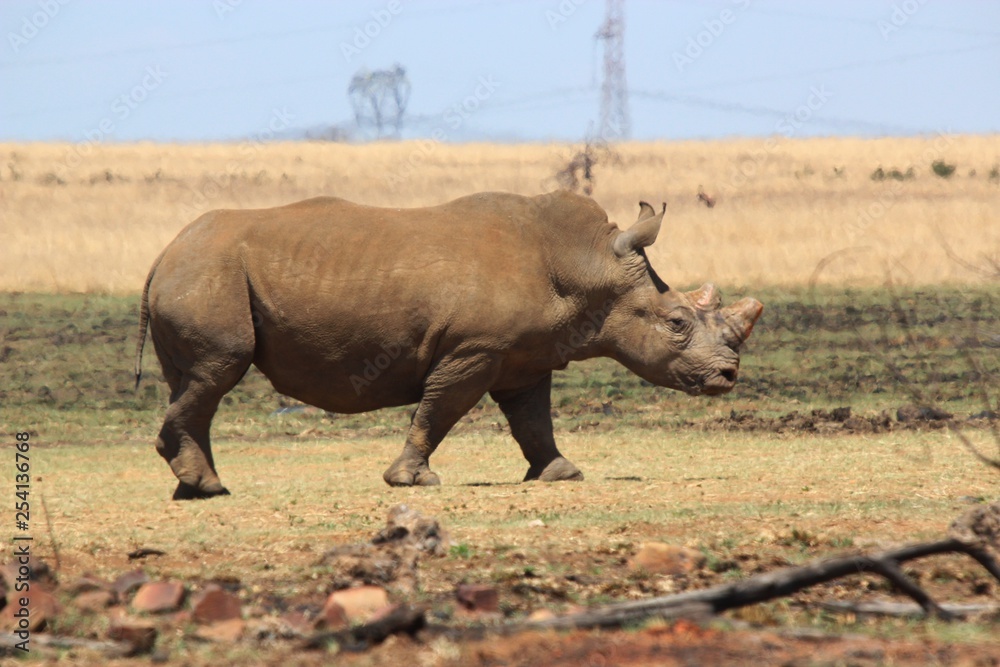 Obraz premium Rhino without horn