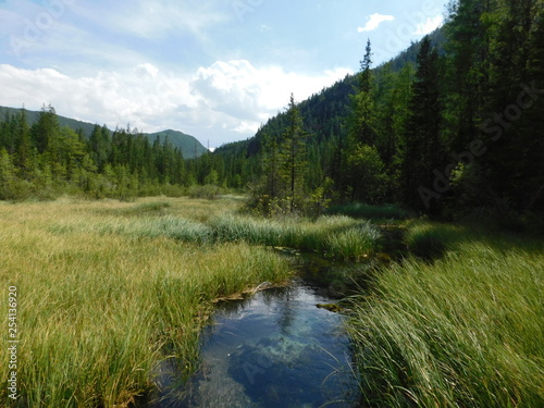 mountain stream among the grass