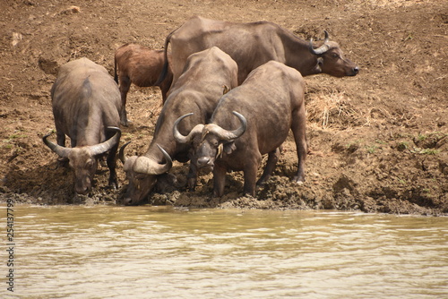 Grupo de búfalos calmando su sed, uno de ellos con pájaros encima en el Parque Naciona de Mikumi en Tanzania, África del Este