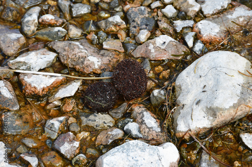 Sponges from algae on lake Tarok in Tibet photo