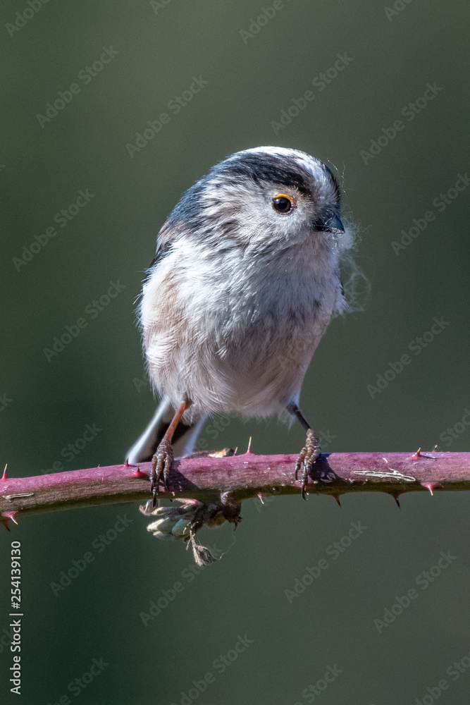 Obraz premium Long-tailed tit (Aegithalos caudatus)