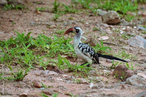 Cálao de pico rojo con su plumaje negro y blanco paseando por la sabana en el Parque Nacional de Ruaha en Tanzania, Africa del Este