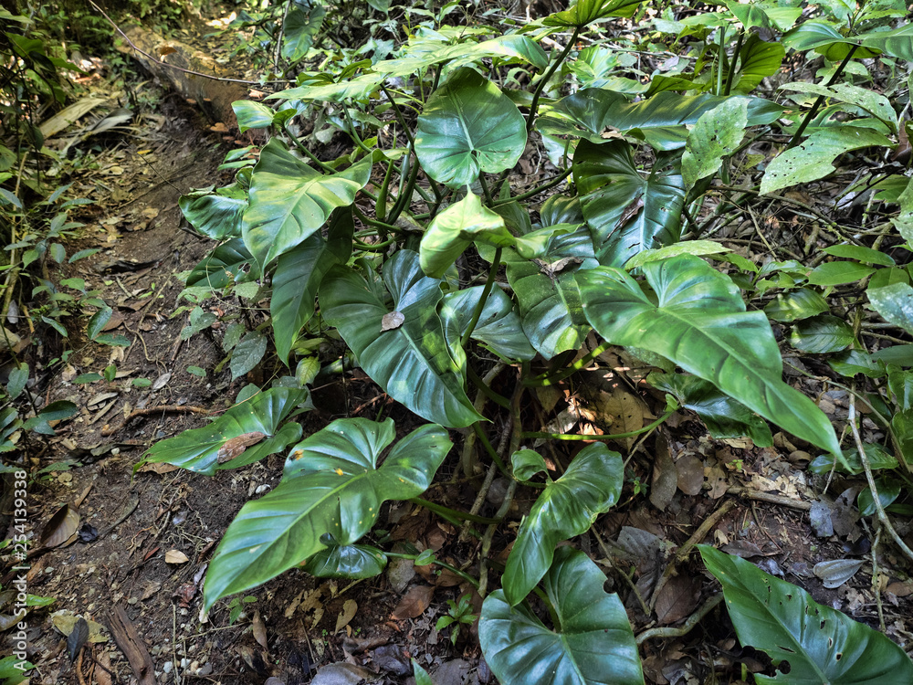 Fototapeta premium Wild philodendron in the rainforest, Guatemala