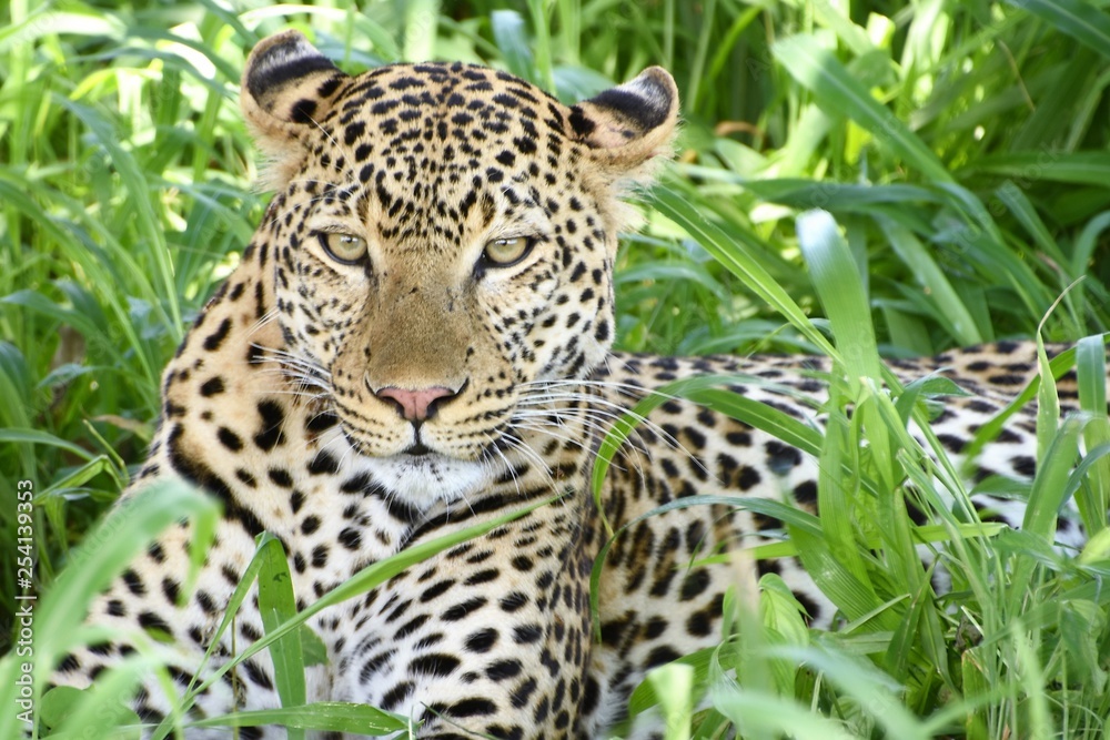 Fototapeta premium Leopardo, Panthera pardus sentado entre las hierbas verdes mirando firmemente hacia el frente en el Parque Nacional de Ruaha en Tanzania, Africa del Este.