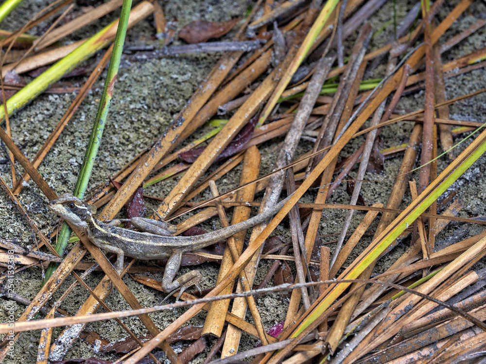 Brown Basilisk, Basiliscus vittatus, is hiding in the leaves in the rainforest, Guatemala