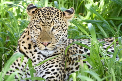 Leopardo, Panthera pardus sentado entre las hierbas verdes mirando firmemente hacia el frente en el Parque Nacional de Ruaha en Tanzania, Africa del Este.
