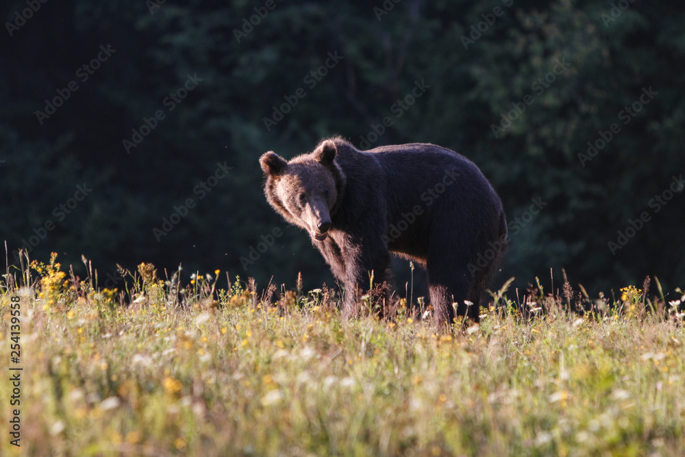 Carpathian brown bear in a forest meadow Carpathian brown bear in a forest meadow