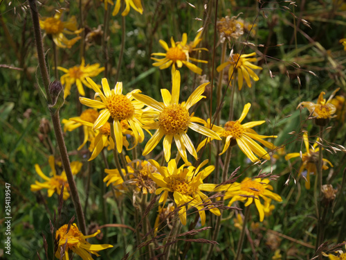 L arnica des montagnes  Arnica montana  nomm  e plantain des Alpes en France et tueuse de loup en Allemagne  une plante sauvage des collines de montagnes  aux capitules jaune-orang   sur de hautes tiges