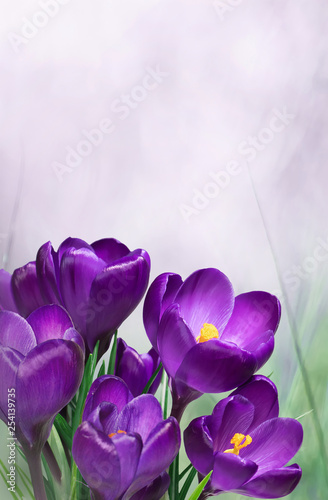 Nature Spring Floral mockup with purple crocus flowers