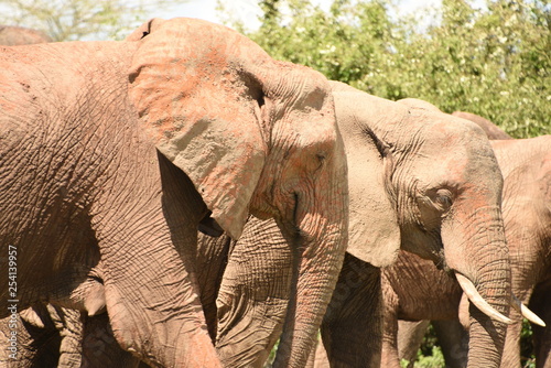 Pareja de elefantes con arena roja en las orejas en el Parque Nacional de Ruaha en Tanzania, Africa del Este