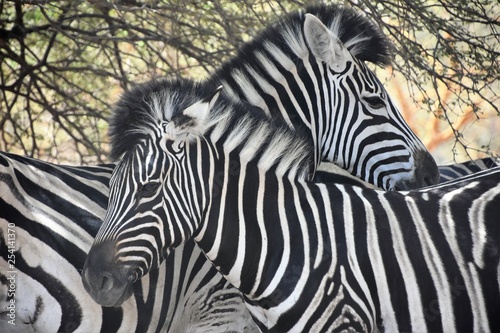 Dos cebras cruzadas con sus rayas negras y blancas vigilando al enemigo en la Reserva de Bandia Santuario de Animales Salvajes en Senegal, Africa photo