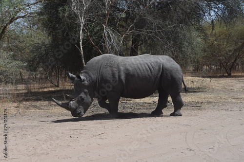 Rinoceronte, Rhinocerotidae con sus afilados dos cuernos en el Reserva de Bandia Santuario de Animales Salvajes en Senegal, Africa 