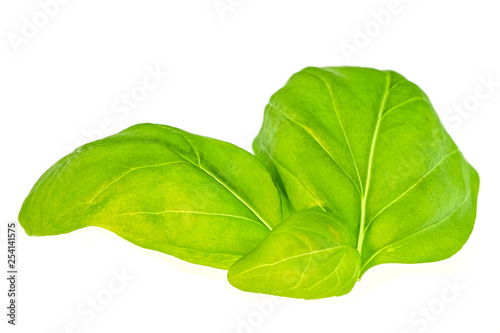 basil leaf closeup detil background isolated in white photo